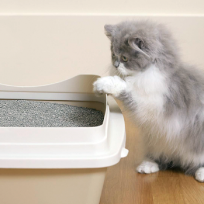 ฝึกแมว (Training Cat)